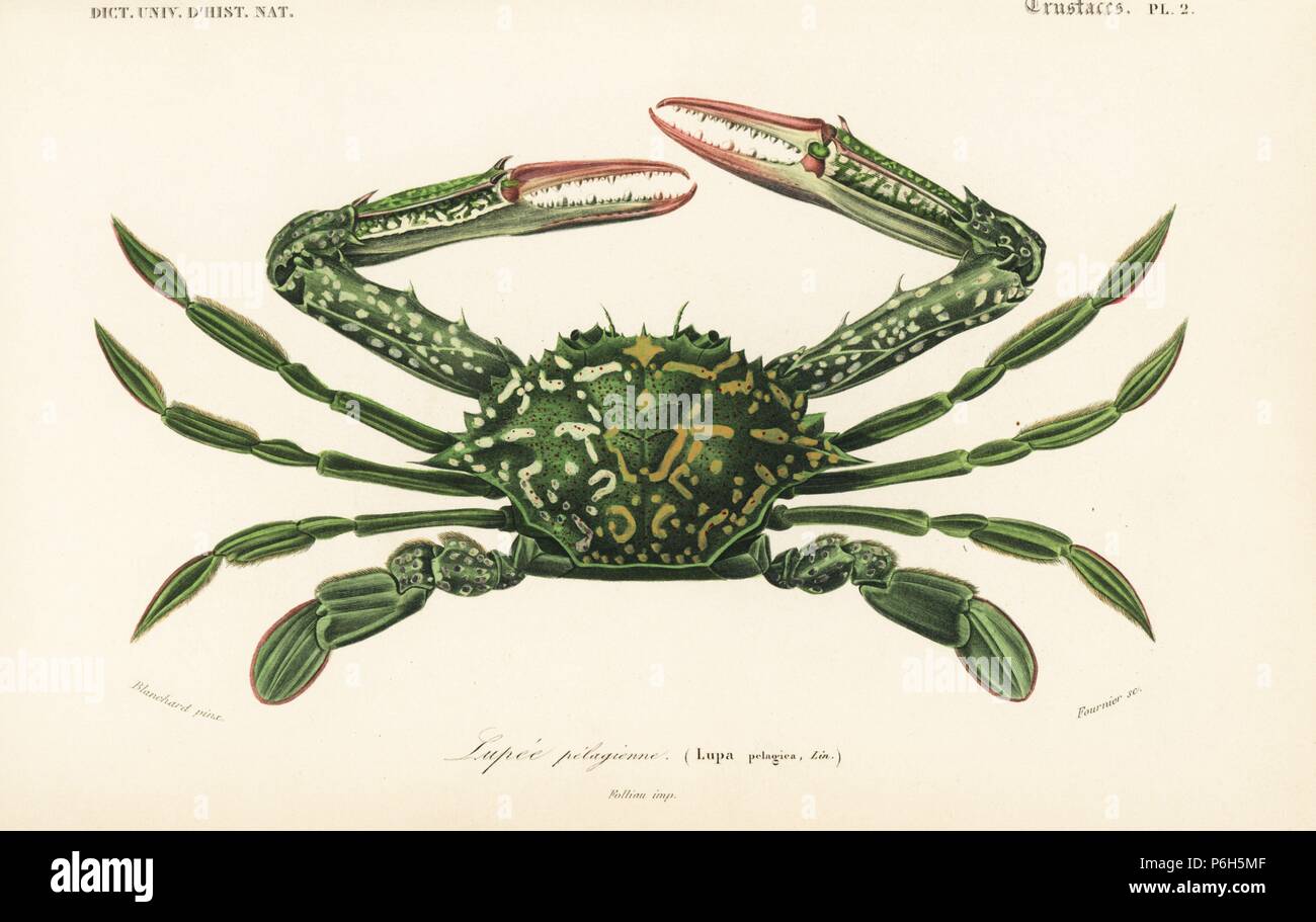 Blue swimming crab, Portunus (Portunus) pelagicus. Handcolored engraving by Fournier after an illustration by Blanchard from Charles d'Orbigny's 'Dictionnaire Universel d'Histoire Naturelle' (Universal Dictionary of Natural History), Paris, 1849. Stock Photo