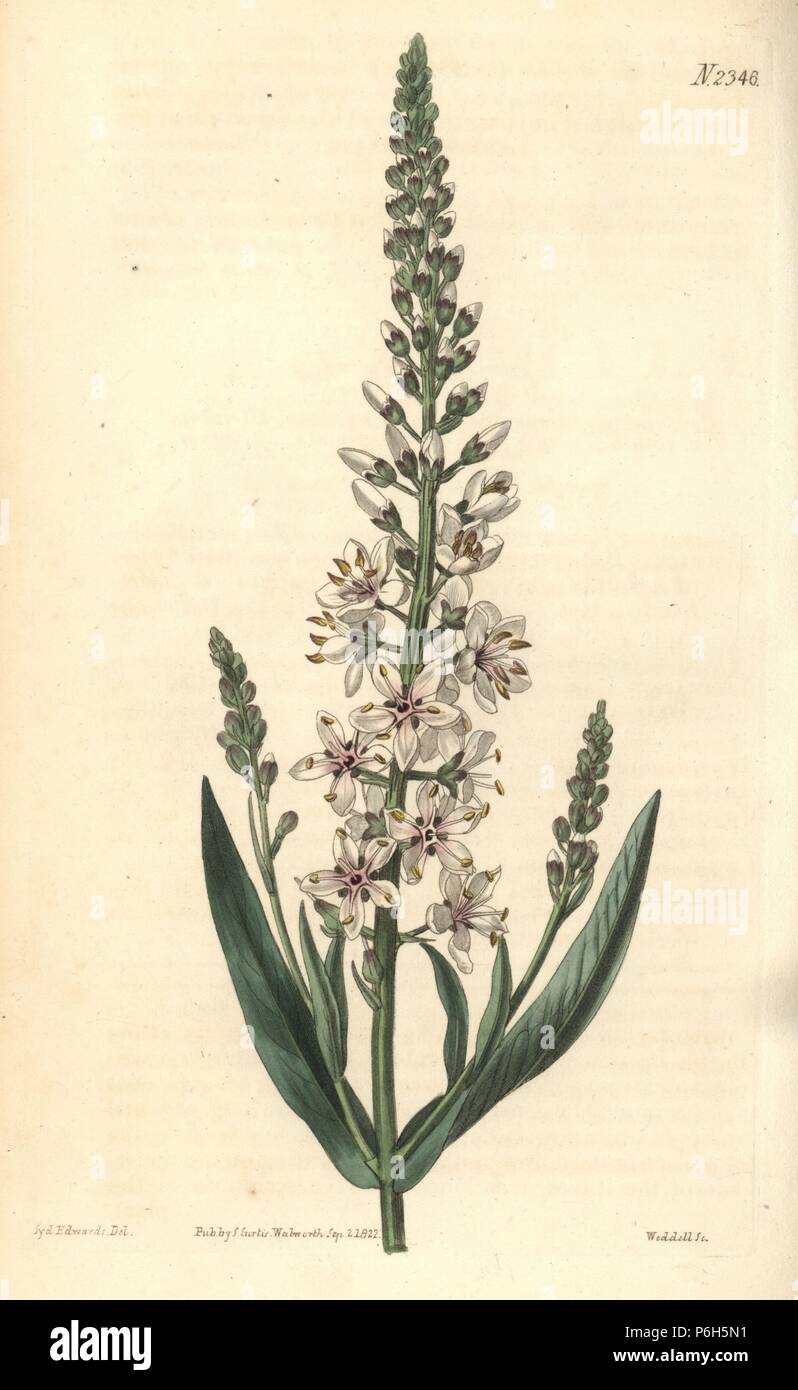 Silver or willow-leaved loosestrife, Lysimachia ephemerum. Handcoloured copperplate engraving by Weddell after an illustration by Sydenham Edwards from Samuel Curtis's 'Botanical Magazine,' London, 1822. Stock Photo
