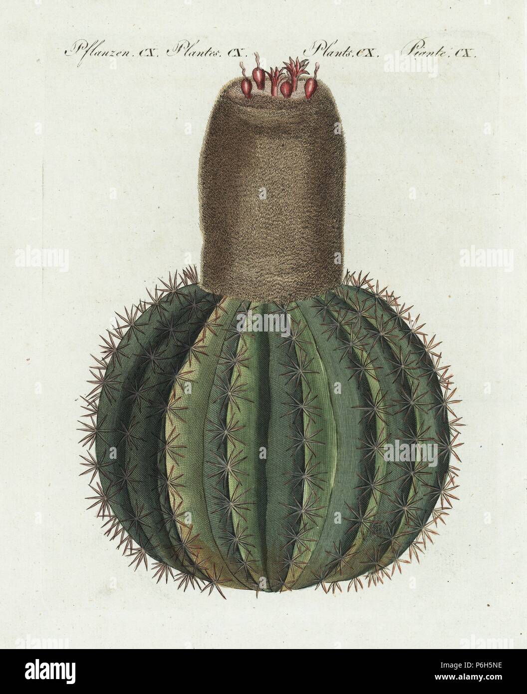 Turk's head cactus, Melocactus caroli-linnaei. Taken from Candolle and Redoute, 'Plantarum Historia Succulentarum.' Handcoloured copperplate engraving from Bertuch's 'Bilderbuch fur Kinder' (Picture Book for Children), Weimar, 1807. Friedrich Johann Bertuch (1747-1822) was a German publisher and man of arts most famous for his 12-volume encyclopedia for children illustrated with 1,200 engraved plates on natural history, science, costume, mythology, etc., published from 1790-1830. Stock Photo