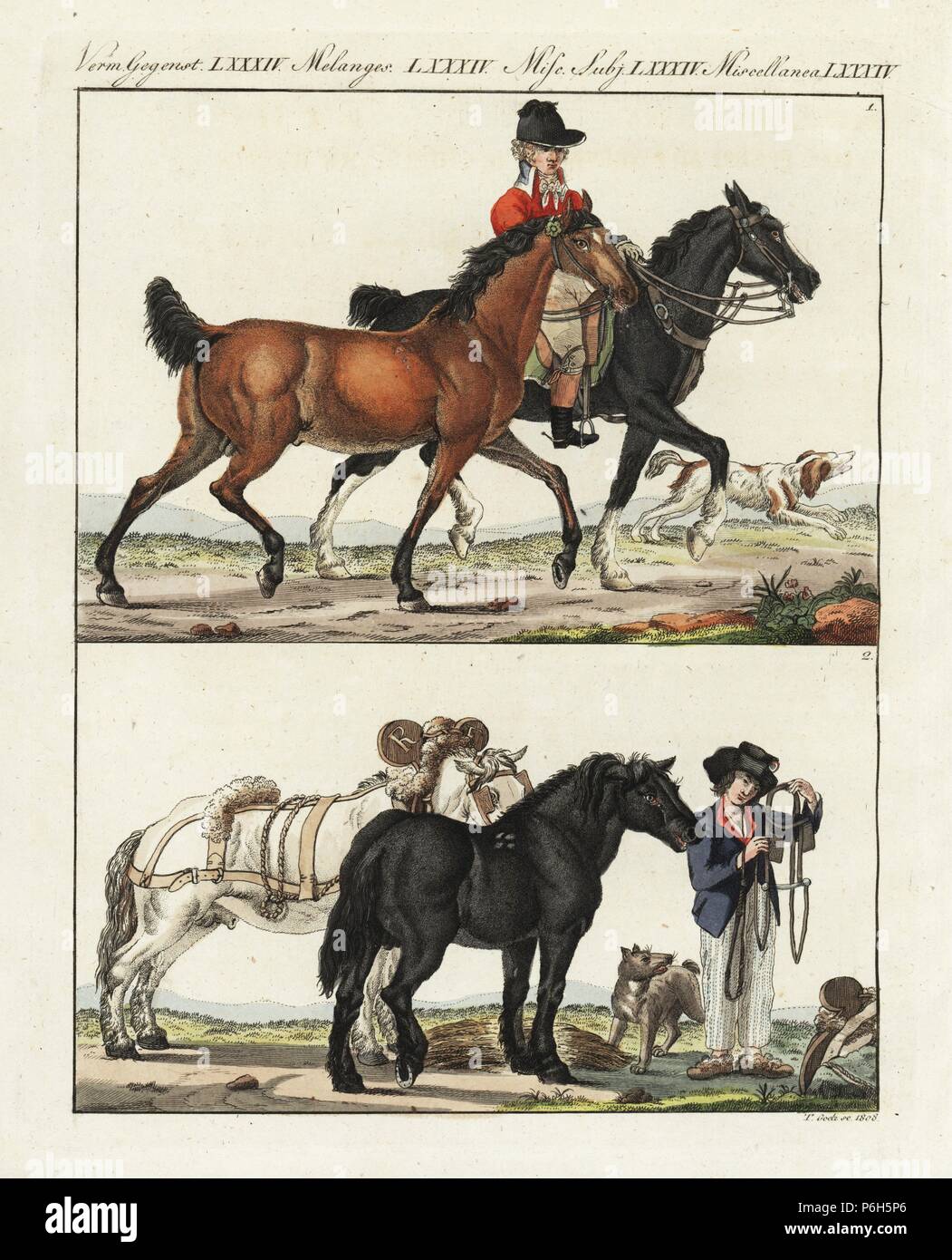 Breeds of horses, 18th century. English breed based on Arab blood 1, and  heavy French horses 2. Handcoloured copperplate engraving from Bertuch's  "Bilderbuch fur Kinder" (Picture Book for Children), Weimar, 1807. Friedrich