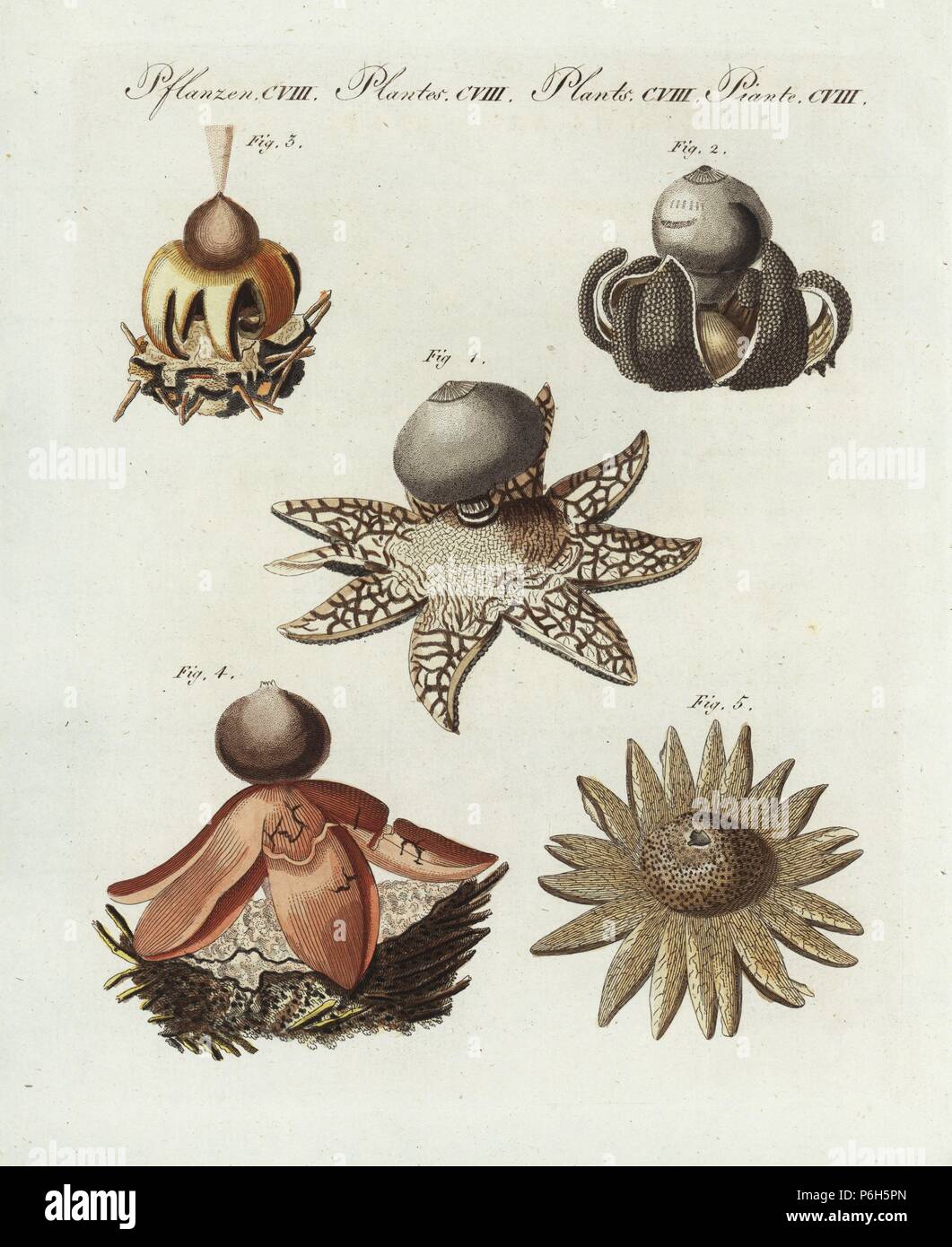 German earthstar fungi: Geastrum coronatum 1,2, Geastrum rufescens 3,4 and barometer earthstar, Astraeus hygrometricus 5. Handcoloured copperplate engraving from Bertuch's 'Bilderbuch fur Kinder' (Picture Book for Children), Weimar, 1807. Friedrich Johann Bertuch (1747-1822) was a German publisher and man of arts most famous for his 12-volume encyclopedia for children illustrated with 1,200 engraved plates on natural history, science, costume, mythology, etc., published from 1790-1830. Stock Photo