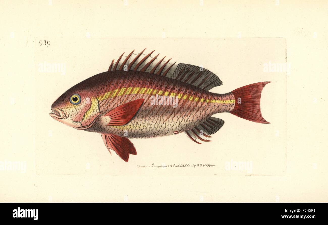 Vosmerian sparus, Sparus vosmerianus. Illustration drawn and engraved by Richard Polydore Nodder. Handcoloured copperplate engraving from George Shaw and Frederick Nodder's 'The Naturalist's Miscellany,' London, 1810. Stock Photo