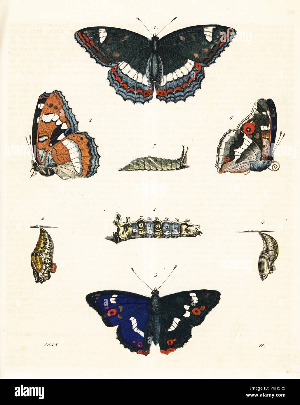 Poplar admiral butterfly, Limenitis populi, 1,2,3,4, and purple emperor, Apatura iris 5,6,7,8, with caterpillar and pupa. Handcoloured lithograph from Carl Hoffmann's Book of the World, Stuttgart, 1848. Stock Photo