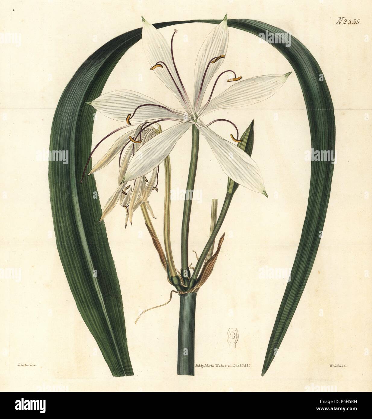 Water island sand crinum, Crinum arenarium. Handcoloured copperplate engraving by Weddell after an illustration by John Curtis from Samuel Curtis's 'Botanical Magazine,' London, 1822. Stock Photo