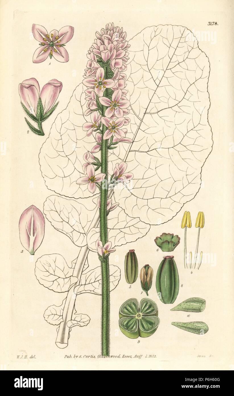 Appendiculated francoa, Francoa appendiculata, native to Chile. Handcoloured copperplate engraving by Swan after an illustration by William Jackson Hooker from Samuel Curtis' 'Botanical Magazine,' London, 1832. Stock Photo