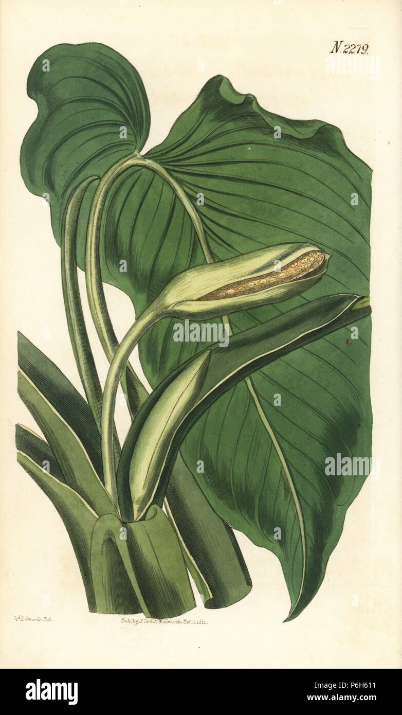 Aromatic calla, Homalomena aromatica (Calla aromatica). Handcoloured copperplate engraving by Weddell after an illustration by Sydenham Edwards from Samuel Curtis's 'Botanical Magazine,' London, 1821. Stock Photo