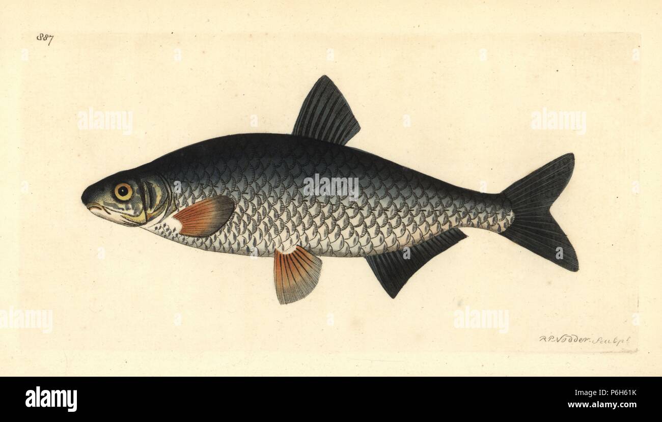 Vimba bream, Vimba vimba (Vimba carp, Cyprinus vimba). Illustration drawn and engraved by Richard Polydore Nodder. Handcoloured copperplate engraving from George Shaw and Frederick Nodder's 'The Naturalist's Miscellany,' London, 1809. Stock Photo