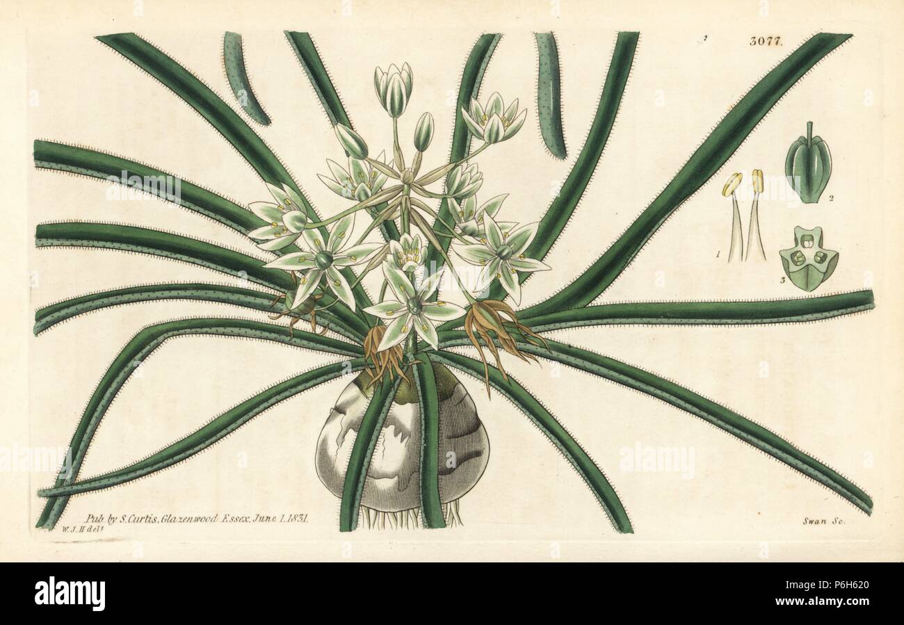 Hairy-leaved star of Bethlehem, Ornithogalum fimbriatum. Handcoloured copperplate engraving by Swan after an illustration by William Jackson Hooker from Samuel Curtis's 'Botanical Magazine,' London, 1831. Stock Photo