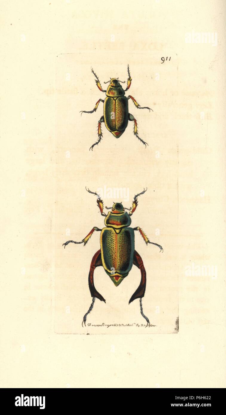 Loxa beetle, Scarabaeus loxanus. Illustration drawn and engraved by Richard Polydore Nodder. Handcoloured copperplate engraving from George Shaw and Frederick Nodder's 'The Naturalist's Miscellany,' London, 1810. Stock Photo