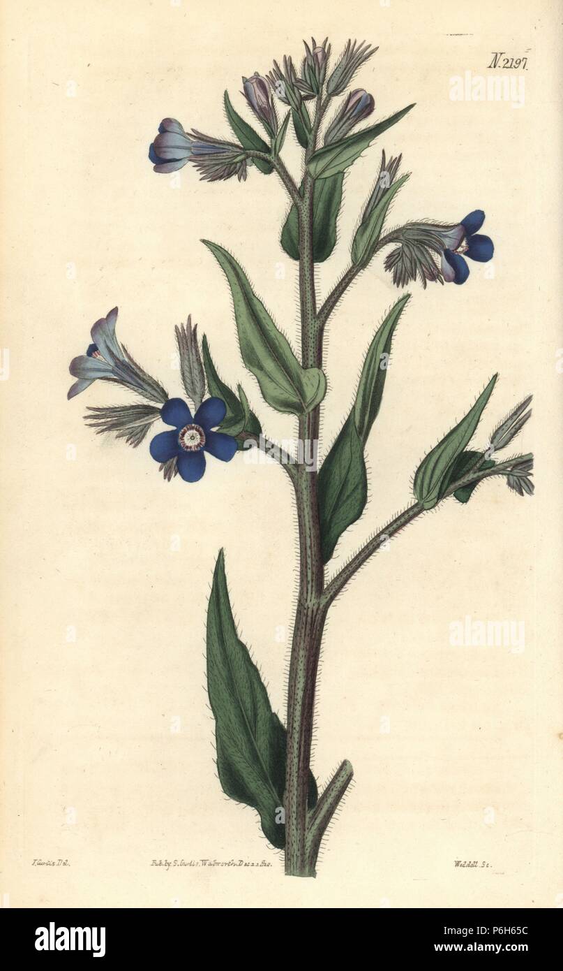 Italian bugloss, Anchusa azurea (Anchusa italica). Handcoloured copperplate engraving by Weddell after a drawing by John Curtis for Samuel Curtis' continuation of William Curtis' Botanical Magazine, London, 1820. Stock Photo