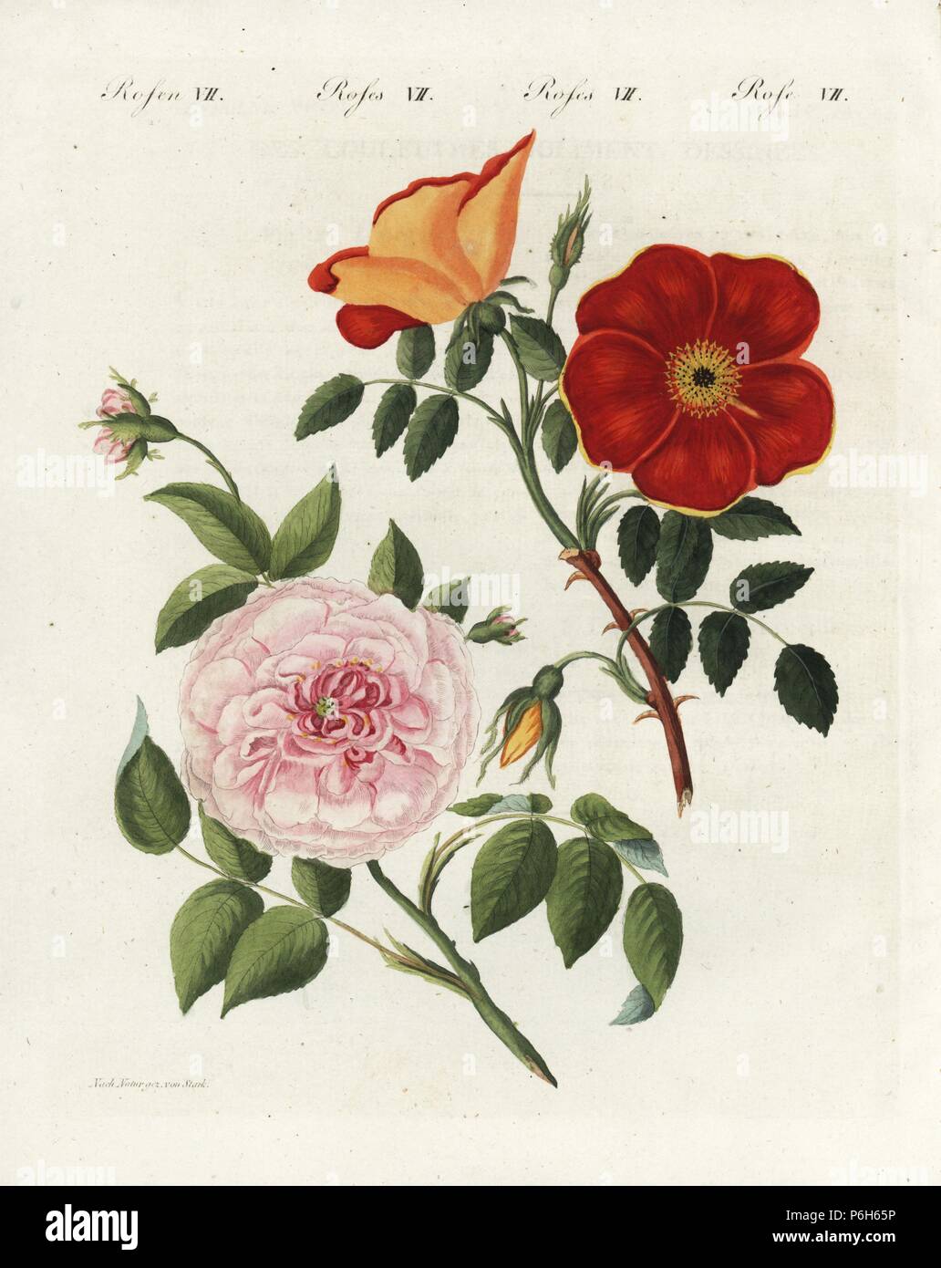 Austrian copper rose, Rosa punicea, and white virgin rose, Rosa truncata virginalis. Handcoloured copperplate engraving from an illustration drawn from nature by Stark from Friedrich Johann Bertuch's 'Bilderbuch fur Kinder' (Picture Book for Children), Weimar, 1802. Stock Photo