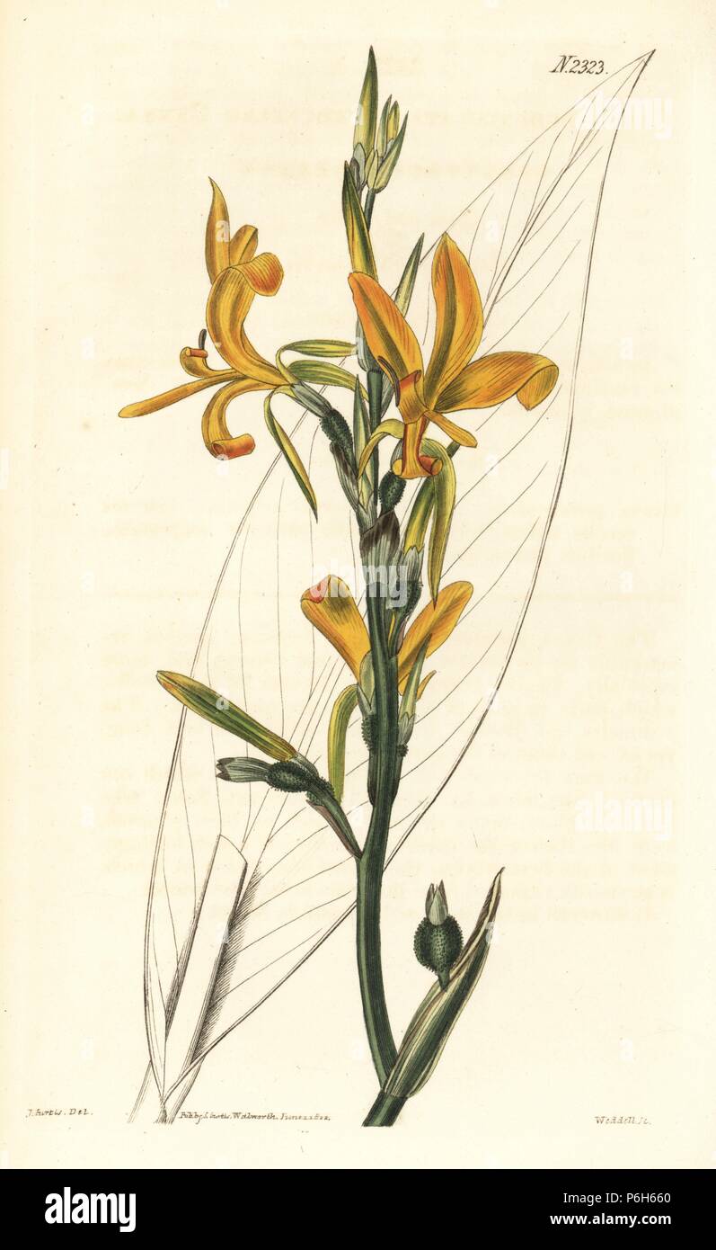 Peduncled canna, Canna pedunculata. Handcoloured copperplate engraving by Weddell after an illustration by John Curtis from Samuel Curtis's 'Botanical Magazine,' London, 1822. Stock Photo