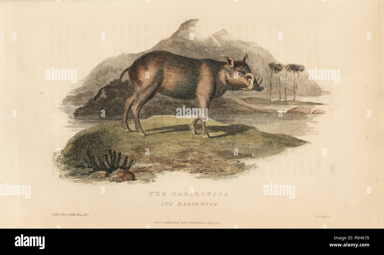 Buru babirusa, Babyrousa babyrussa. Vulnerable. (Babiroussa, Sus babirussa) Drawn by Charles Hamilton Smith, engraved by J. Scott. Handcoloured copperplate engraving from Edward Griffith's The Animal Kingdom by the Baron Cuvier, London, Whittaker, 1826. Stock Photo