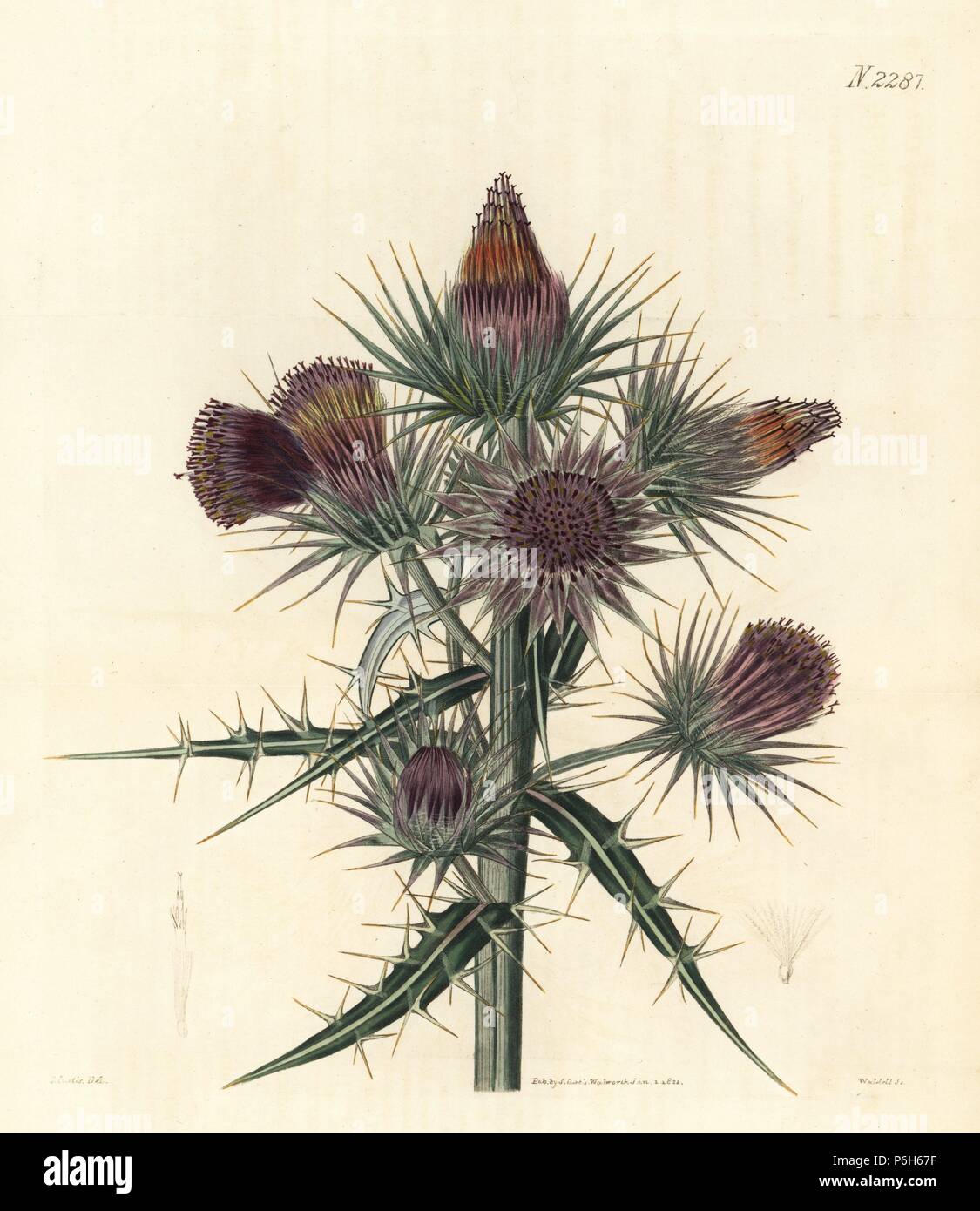 Greek thistle, Ptilostemon afer (Barbary or twin-thorned thistle, Cnicus afer). Handcoloured copperplate engraving by Weddell after an illustration by John Curtis from Samuel Curtis's 'Botanical Magazine,' London, 1822. Stock Photo