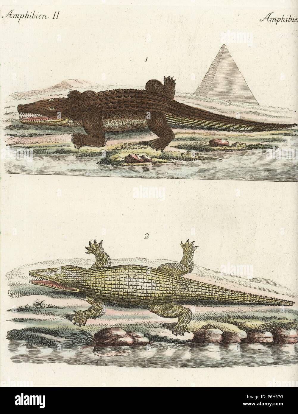 Nile crocodile, Crocodylus niloticus, male 1 and female 2, in front of an Egyptian pyramid. Handcoloured copperplate engraving from Friedrich Johann Bertuch's 'Bilderbuch fur Kinder' (Picture Book for Children), Weimar, 1792. Stock Photo