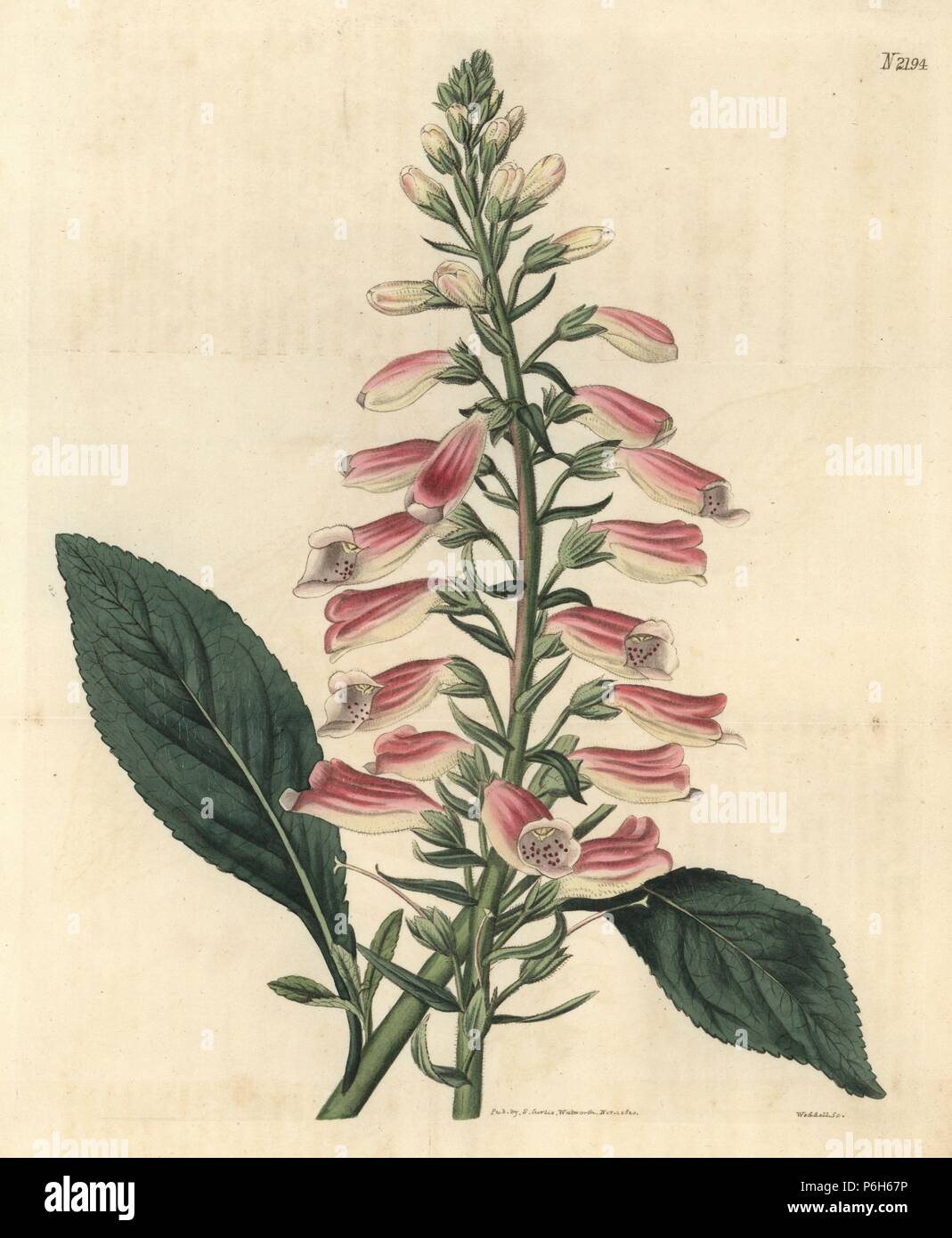 Common foxglove, Digitalis purpurea (Wooly leaved foxglove, Digitalis ...