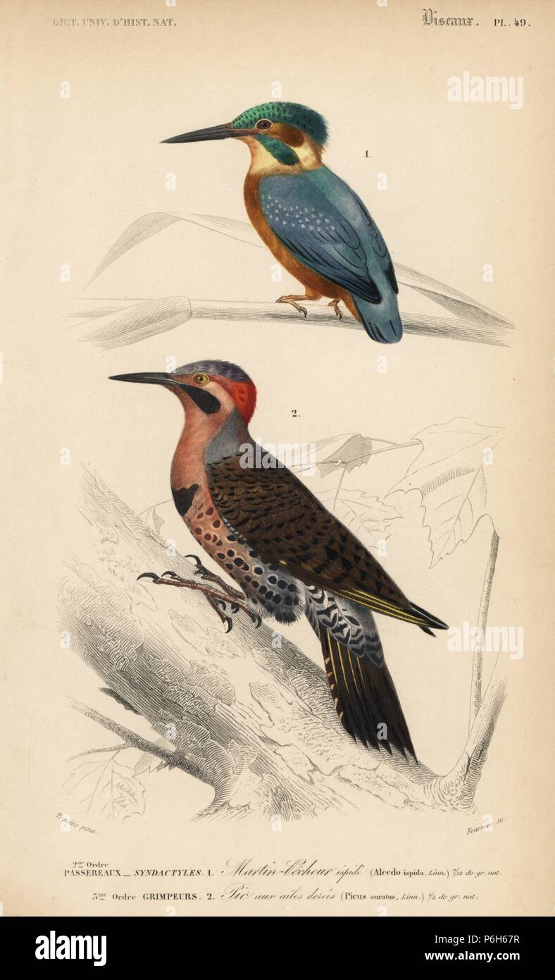 Common kingfisher, Alcedo ispida, and northern flicker or yellowhammer, Colaptes auratus. Handcoloured engraving by Fournier after an illustration by Edouard Travies from Charles d'Orbigny's Dictionnaire Universel d'Histoire Naturelle (Dictionary of Natural History), Paris, 1849. Stock Photo