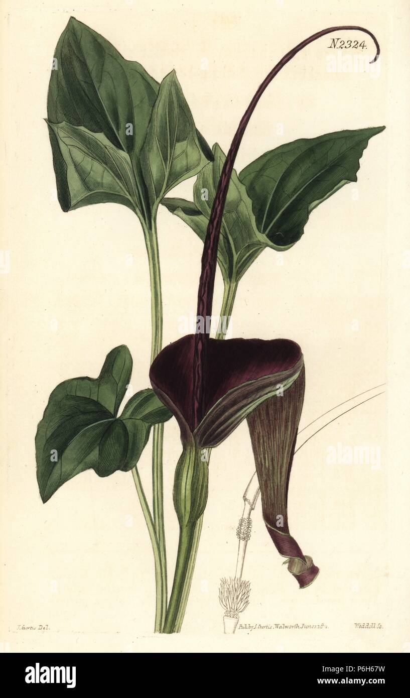 Typhonium trilobatum (Auriculated three-lobed arum, Arum trilobatum auriculatum). Native of Ceylon, Sri Lanka. Handcoloured copperplate engraving by Weddell after an illustration by John Curtis from Samuel Curtis's 'Botanical Magazine,' London, 1822. Stock Photo