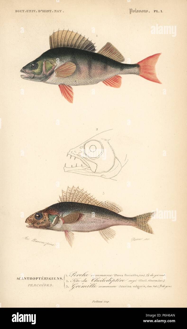 European perch, Perca fluviatilis 1, ruffe, Gymnocephalus cernuus 3, and head of lined cardinalfish, Cheilodipterus vittatus. Handcolored engraving by Pierre after an illustration by Acaric Baron from Charles d'Orbigny's 'Dictionnaire Universel d'Histoire Naturelle' (Universal Dictionary of Natural History), Paris, 1849. Stock Photo