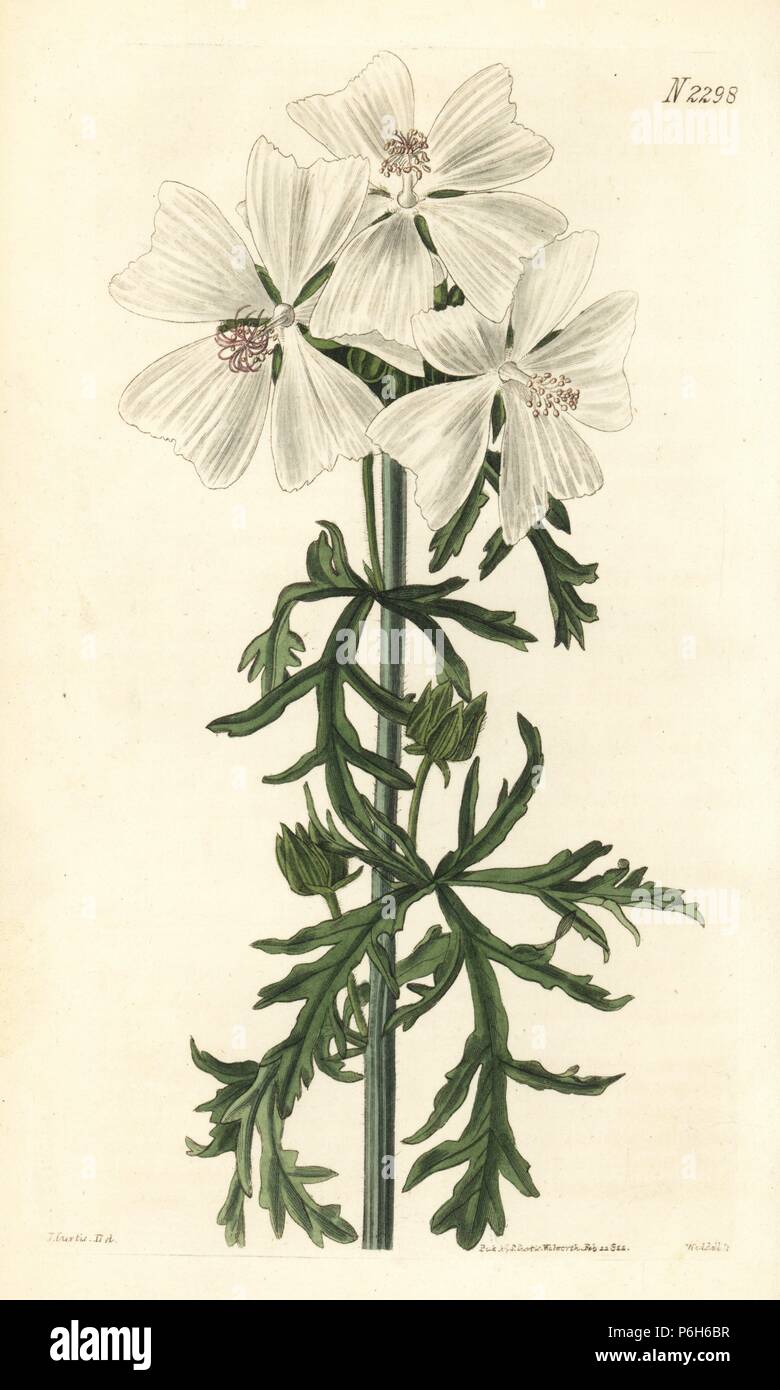 Undulated musk mallow, Malva moschata var. undulata. Handcoloured copperplate engraving by Weddell after an illustration by John Curtis from Samuel Curtis's 'Botanical Magazine,' London, 1822. Stock Photo