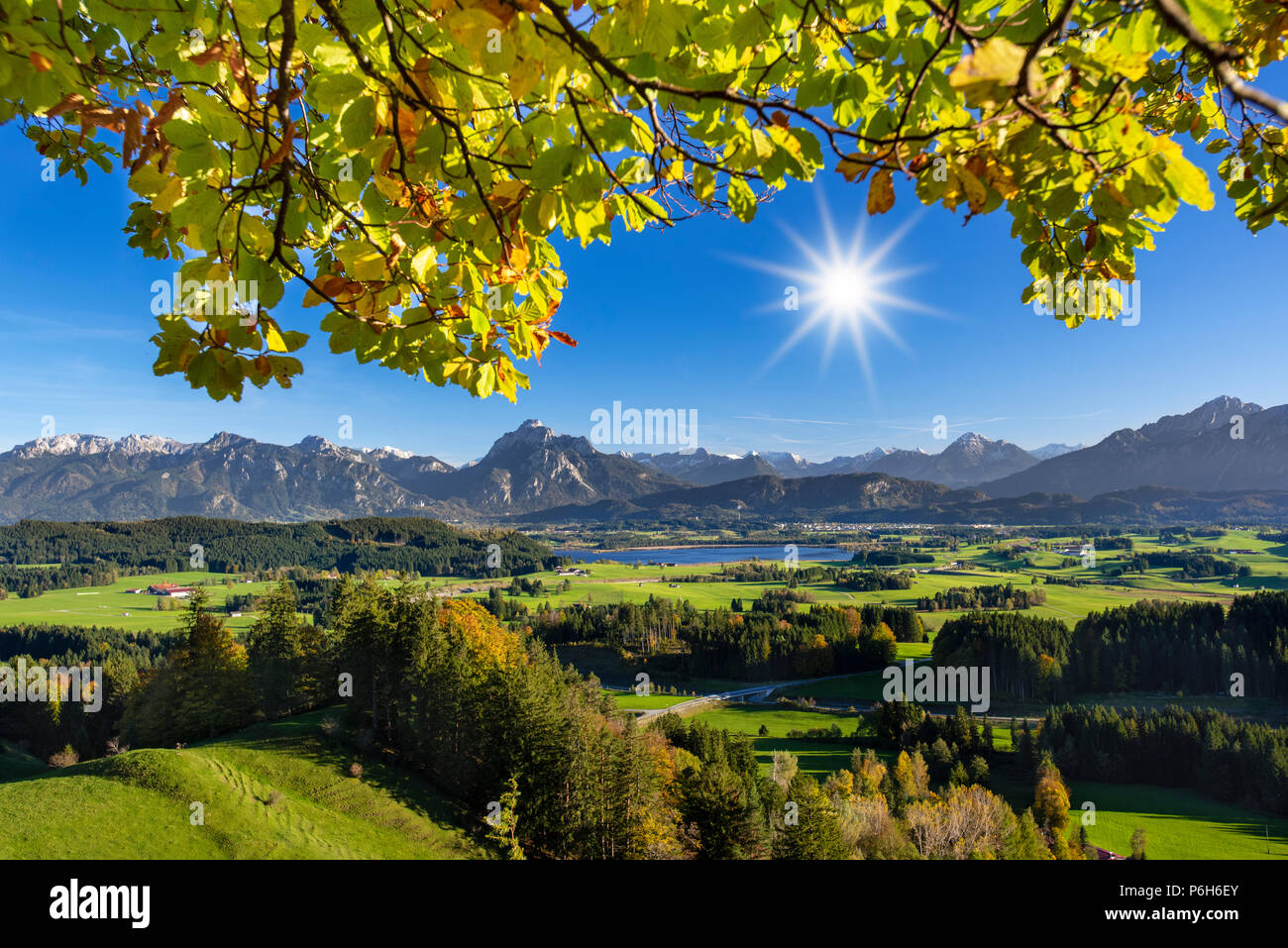 golden october in beautiful colored beech forest Stock Photo - Alamy