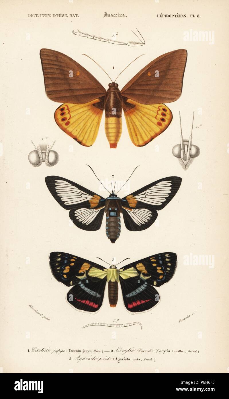 Yagra fonscolombe (Castnia japyx), Cocytia durvillii (Cocytia urvillaei), and Joseph's coat moth, Agarista agricola (Agarista picta). Handcolored engraving by Fournier after an illustration by Blanchard from Charles d'Orbigny's 'Dictionnaire Universel d'Histoire Naturelle' (Universal Dictionary of Natural History), Paris, 1849. Stock Photo