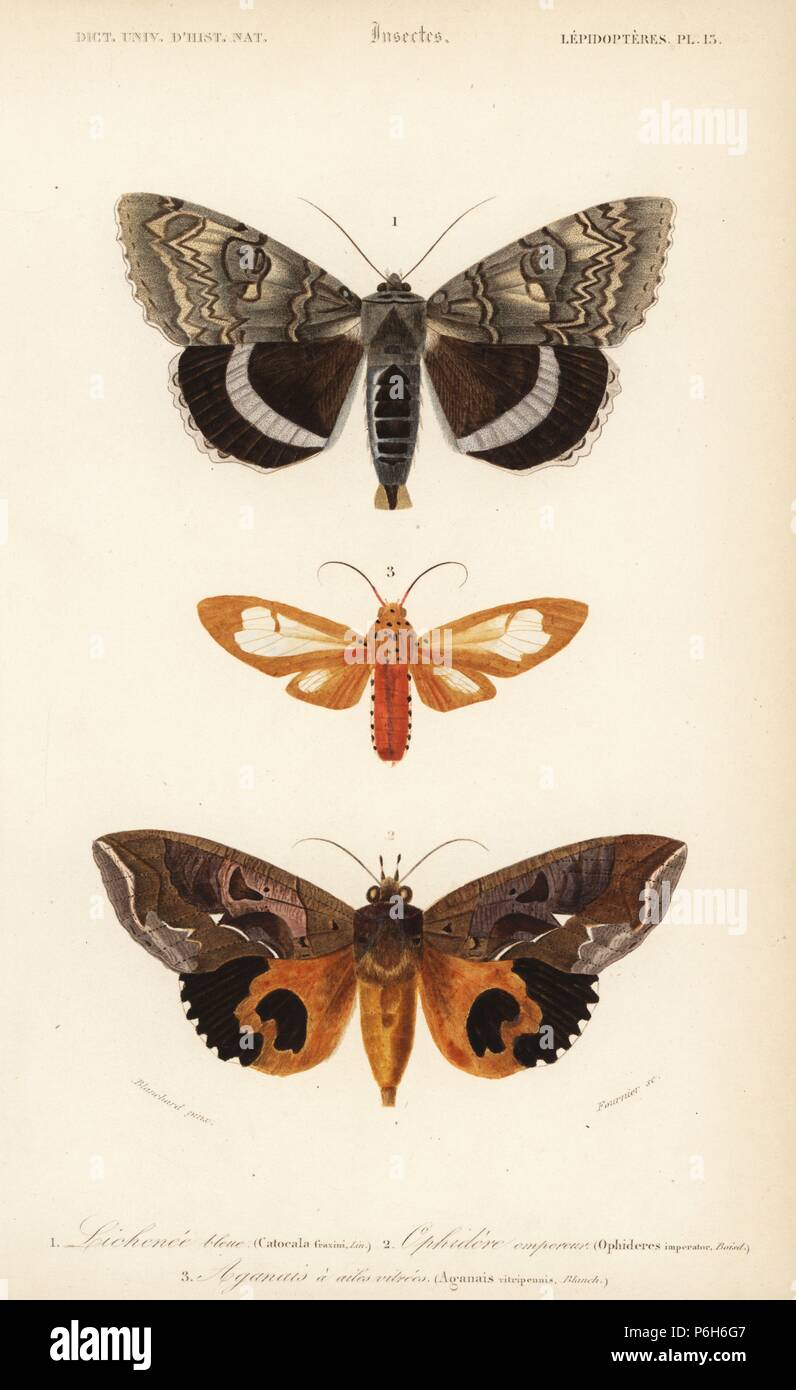 Blue underwing, Catocala fraxini, fruit piercing moth, Eudocima imperator (Ophideres imperator), and Amerila madagascariensis (Aganais vitripennis). Handcolored engraving by Fournier after an illustration by Blanchard from Charles d'Orbigny's 'Dictionnaire Universel d'Histoire Naturelle' (Universal Dictionary of Natural History), Paris, 1849. Stock Photo