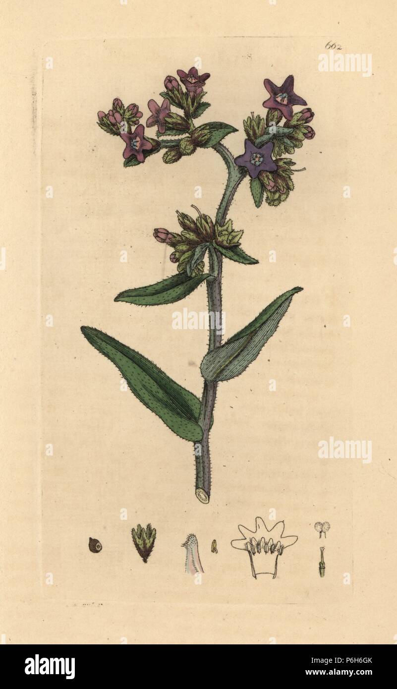 Anchusa officinalis 20 seeds ANCIENT MEDICINAL PLANT!! Common Bugloss Alkanet 