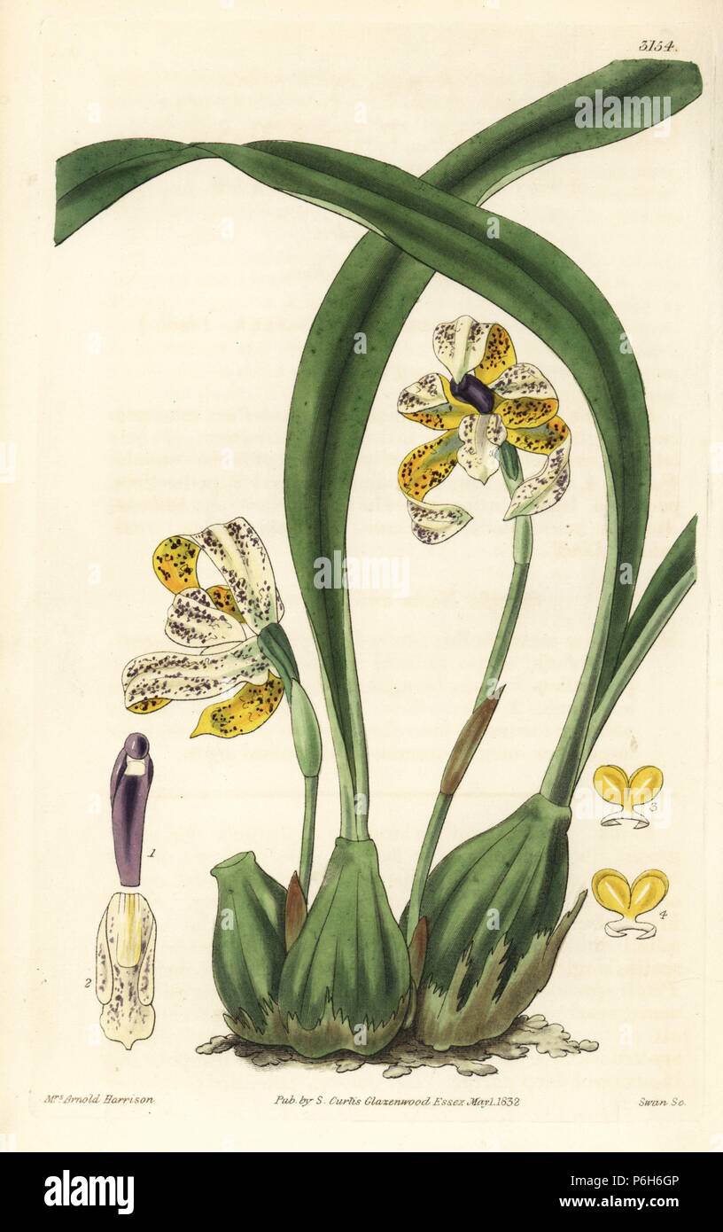 Brasiliorchis picta orchid (painted maxillaria, Maxillaria picta). Handcoloured copperplate engraving by Swan after an illustration by Mrs. Arnold Harrison from Samuel Curtis' "Botanical Magazine," London, 1832. Stock Photo
