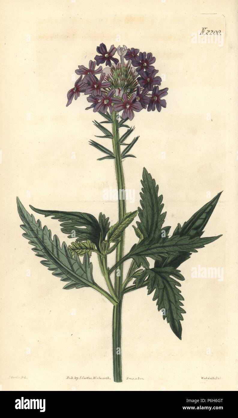 Rose vervain, Glandularia canadensis (Lambert's vervain, Verbena lamberti). Handcoloured copperplate engraving by Weddell after a drawing by John Curtis for Samuel Curtis' continuation of William Curtis' Botanical Magazine, London, 1820. Stock Photo