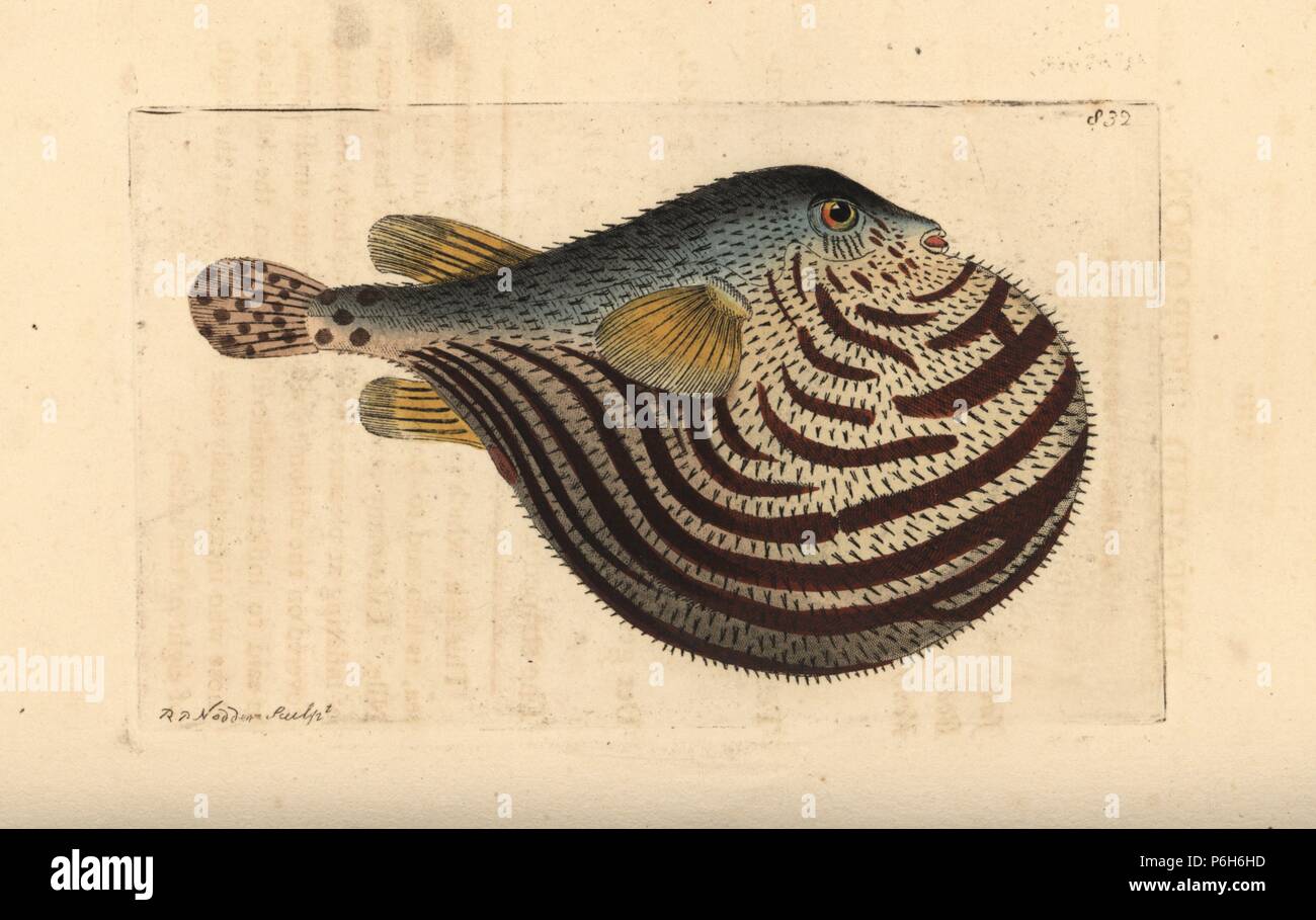 Fahaka pufferfish, Tetraodon lineatus (Lineated puffer, Tetrodon lineatus). Illustration drawn and engraved by Richard Polydore Nodder. Handcoloured copperplate engraving from George Shaw and Frederick Nodder's The Naturalist's Miscellany, London, 1806. Stock Photo