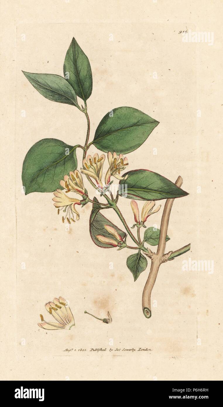 Upright or fly honeysuckle, Lonicera xylosteum. Handcoloured ...