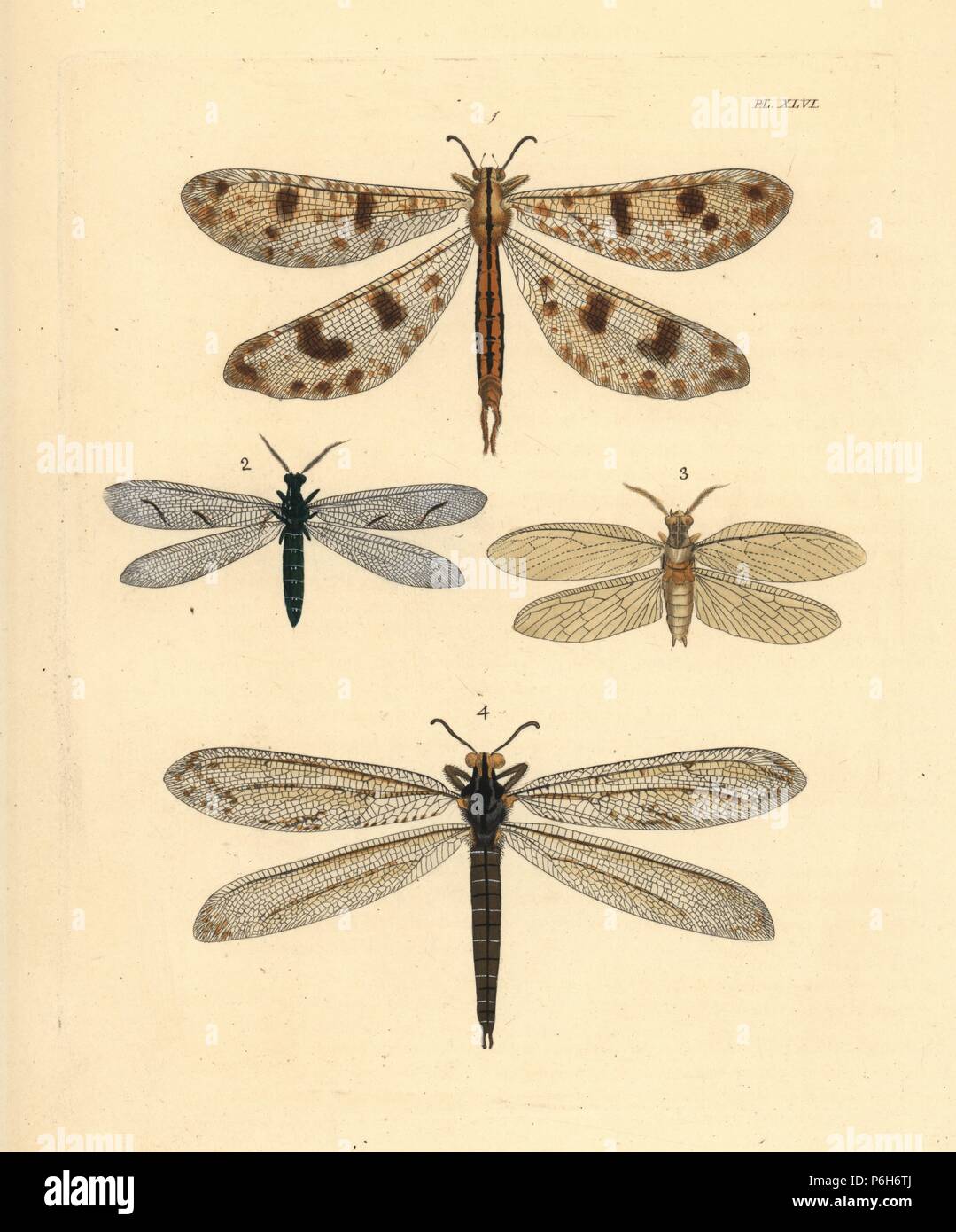 Antlion lacewing species: Palpares libelluloides 1, Euptilon ornatum 2, fishfly species, Chauliodes pectinicornis 3, and lacy wings, Vella americana 4. Handcoloured lithograph from John O. Westwood's new edition of Dru Drury's 'Illustrations of Exotic Entomology,' Bohn, London, 1837. Stock Photo