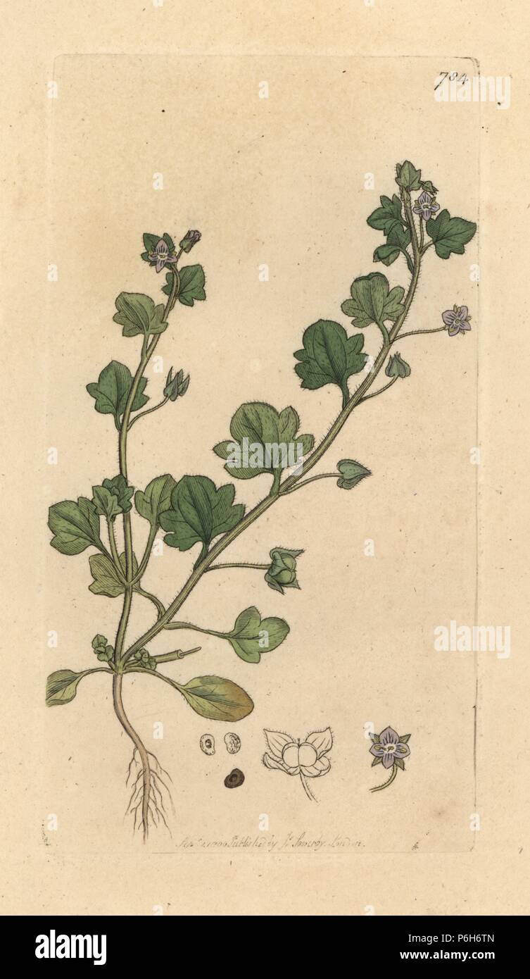 Ivy-leaved speedwell, Veronica hederifolia. Handcoloured copperplate engraving after a drawing by James Sowerby for James Smith's English Botany, 1800. Stock Photo