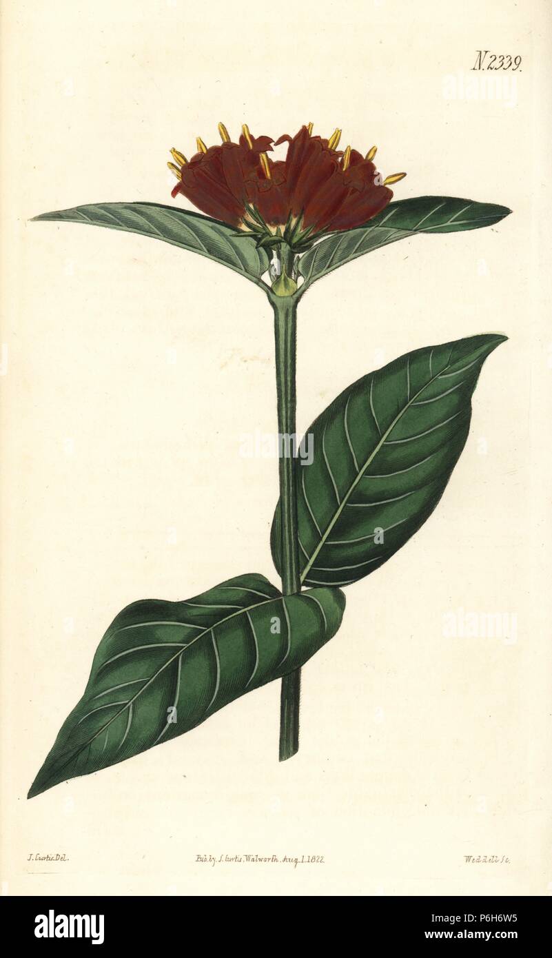 Wild pomegranate or Cape burchellia, Burchellia bubalina. Handcoloured copperplate engraving by Weddell after an illustration by John Curtis from Samuel Curtis's 'Botanical Magazine,' London, 1822. Stock Photo