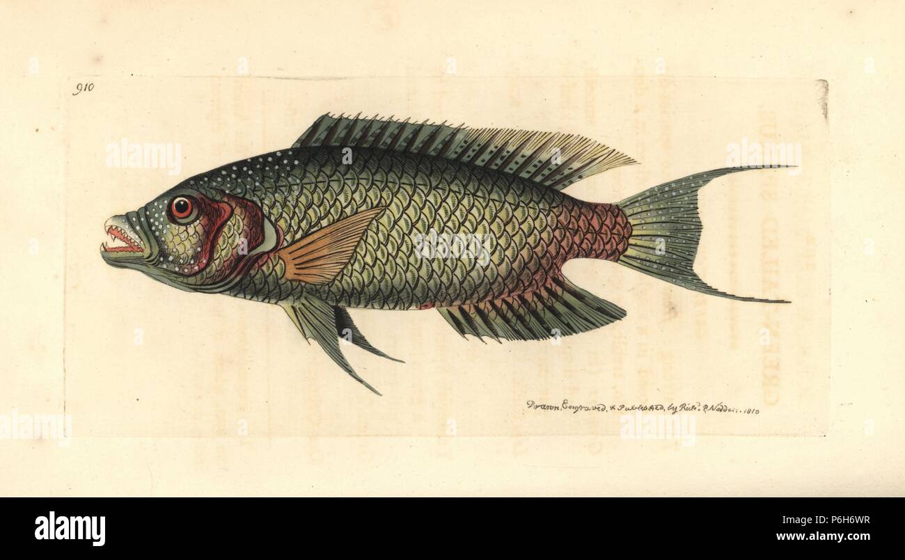 Floral wrasse, Cheilinus chlorourus (Green-tailed sparus, Sparus chlorourus). Illustration drawn and engraved by Richard Polydore Nodder. Handcoloured copperplate engraving from George Shaw and Frederick Nodder's 'The Naturalist's Miscellany,' London, 1810. Stock Photo