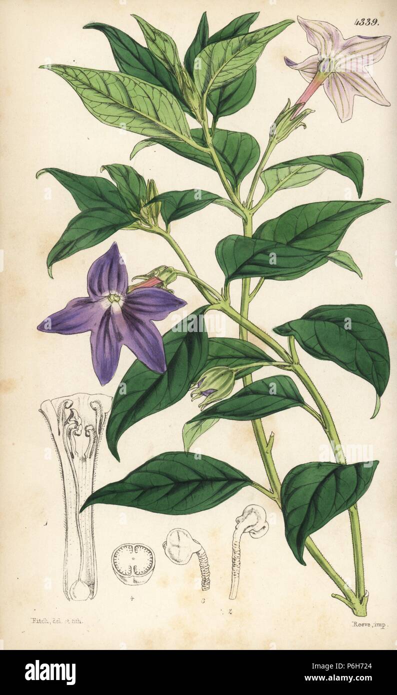 Showy flowered browallia, Browallia speciosa. Handcoloured botanical illustration drawn and lithographed by Walter Fitch from Sir William Jackson Hooker's 'Curtis's Botanical Magazine,' London, 1847. Stock Photo