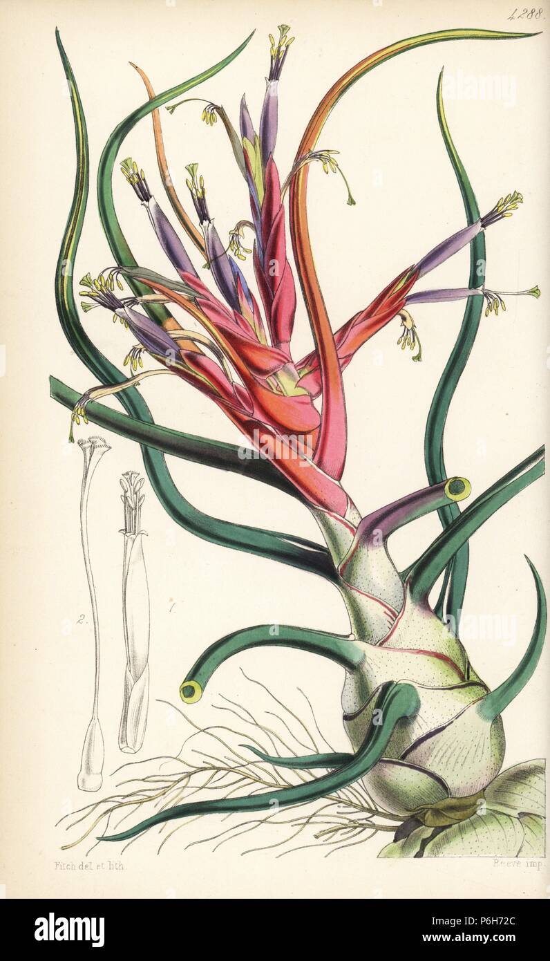 Bulbous tillandsia, Tillandsia bulbosa var. picta. Handcoloured botanical illustration drawn and lithographed by Walter Fitch from Sir William Jackson Hooker's 'Curtis's Botanical Magazine,' London, 1847. Stock Photo