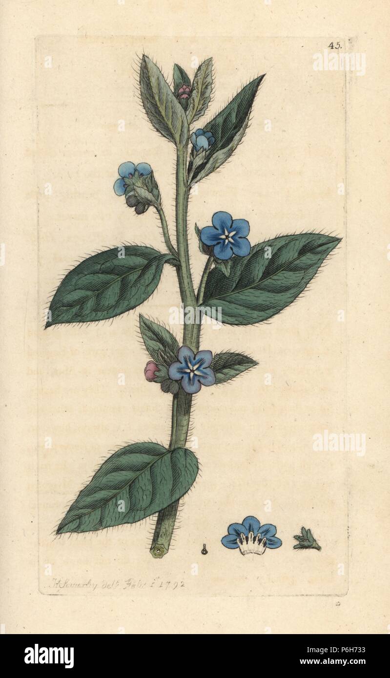 Evergreen bugloss, Pentaglottis sempervirens (Evergreen alkanet, Anchusa sempervirens). Handcoloured copperplate engraving after an illustration by James Sowerby from James Smith's English Botany, London, 1792. Stock Photo