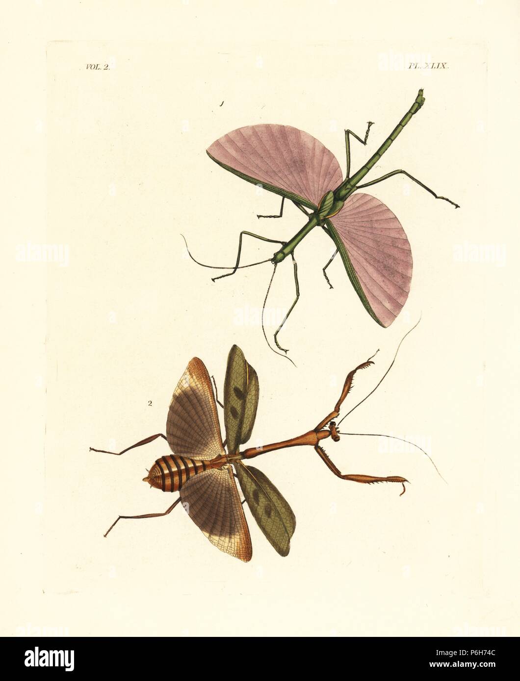 Dragon stick insect, Haplopus jamaicensis 1, and Stagmomantis domingensis 2. Handcoloured lithograph from John O. Westwood's new edition of Dru Drury's 'Illustrations of Exotic Entomology,' Bohn, London, 1837. Stock Photo