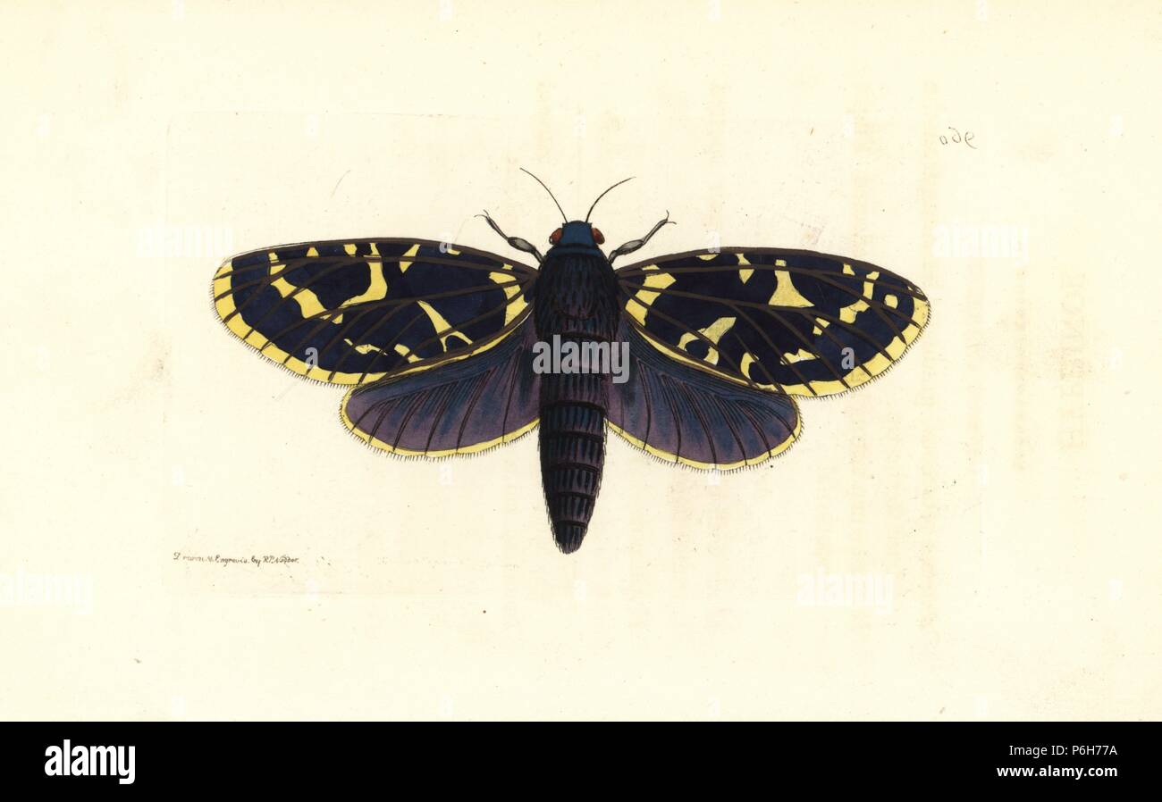 Xyleutes hyphinoe moth (Hyphinoe, Phalaena hyphinoe), native to Australia. Illustration drawn and engraved by Richard Polydore Nodder. Handcoloured copperplate engraving from George Shaw and Frederick Nodder's 'The Naturalist's Miscellany,' London, 1810. Stock Photo