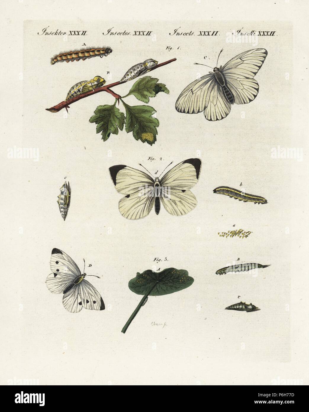 Black-veined white, Aporia crataegi, cabbage white, Pieris brassicae, and small white, Pieris rapae, butterfly, caterpillar, larva, pupa and egg. Handcoloured copperplate engraving from Bertuch's 'Bilderbuch fur Kinder' (Picture Book for Children), Weimar, 1805. Friedrich Johann Bertuch (1747-1822) was a German publisher and man of arts most famous for his 12-volume encyclopedia for children illustrated with 1,200 engraved plates on natural history, science, costume, mythology, etc., published from 1790-1830. Stock Photo