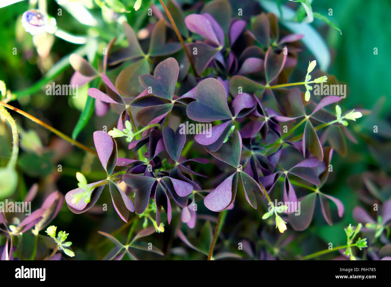 Oxalis shamrock wildflowers with purple heart-shaped leaves growing as a weed in a garden in summer June Carmarthenshire, Wales UK   KATHY DEWITT Stock Photo
