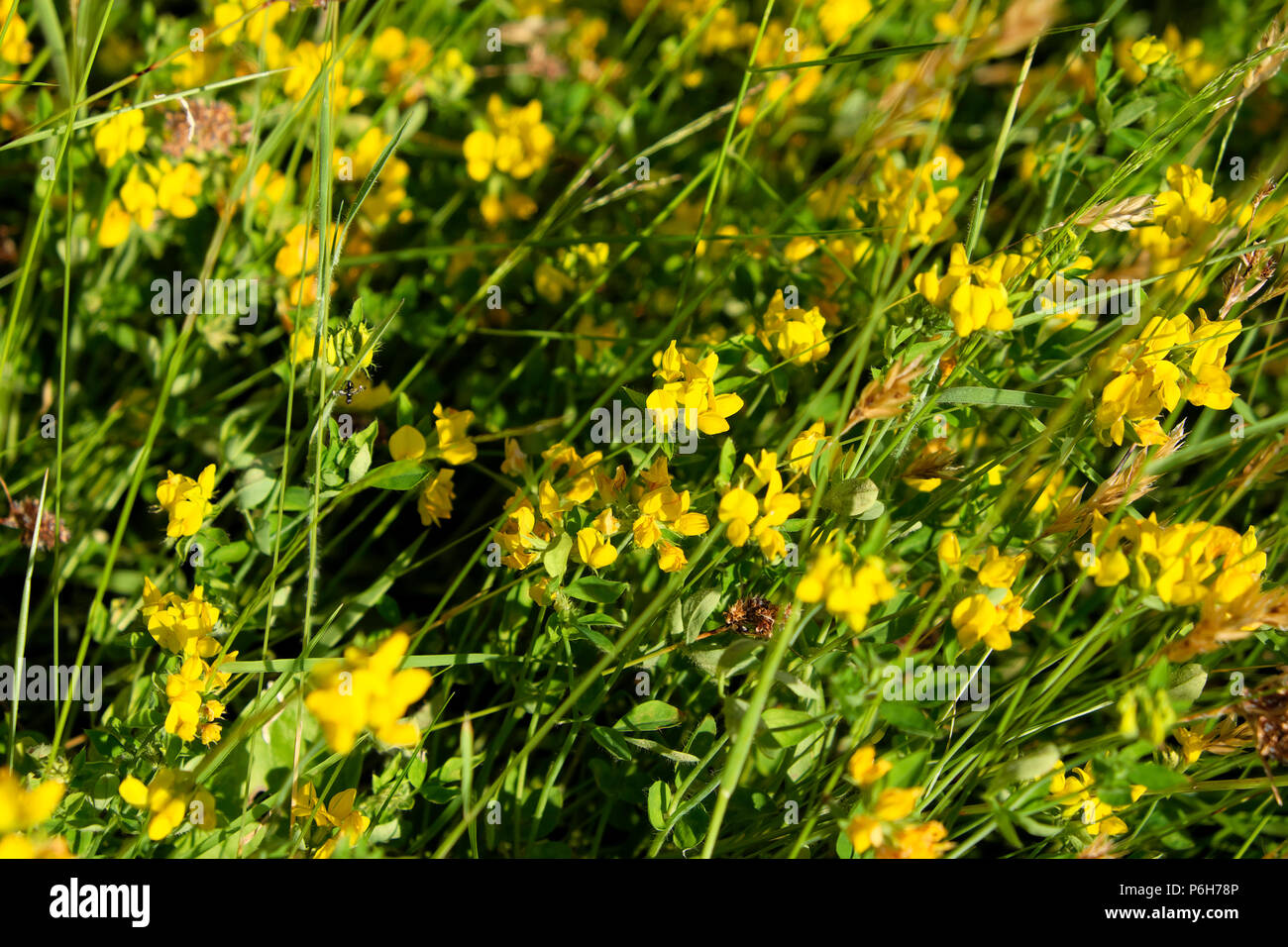 Meadow vetchling wildflowers growing in a field in sunshine in summer
