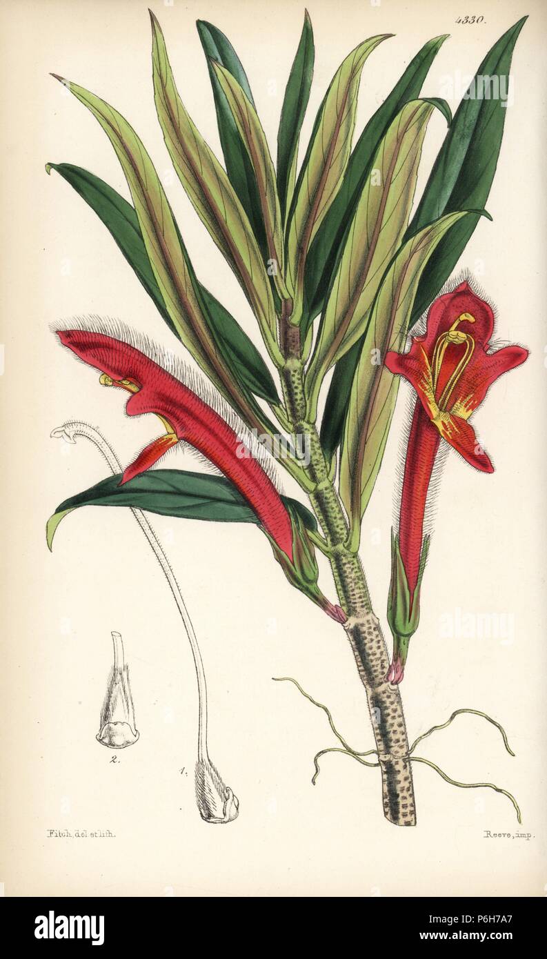 Thick leaved columnea, Columnea crassifolia. Handcoloured botanical illustration drawn and lithographed by Walter Fitch from Sir William Jackson Hooker's 'Curtis's Botanical Magazine,' London, 1847. Stock Photo