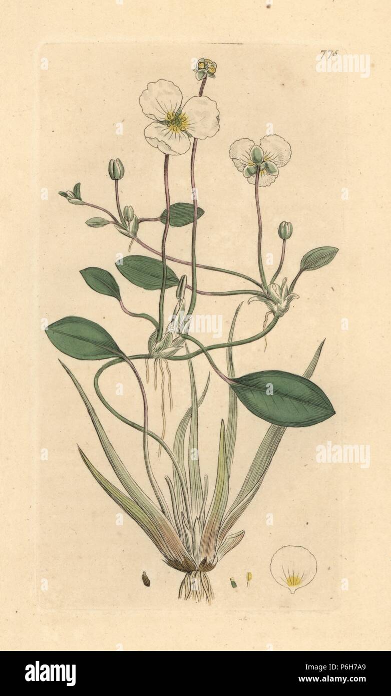 Floating water plantain, Luronium natans (Alisma natans). Handcoloured copperplate engraving after a drawing by James Sowerby for James Smith's English Botany, 1800. Stock Photo
