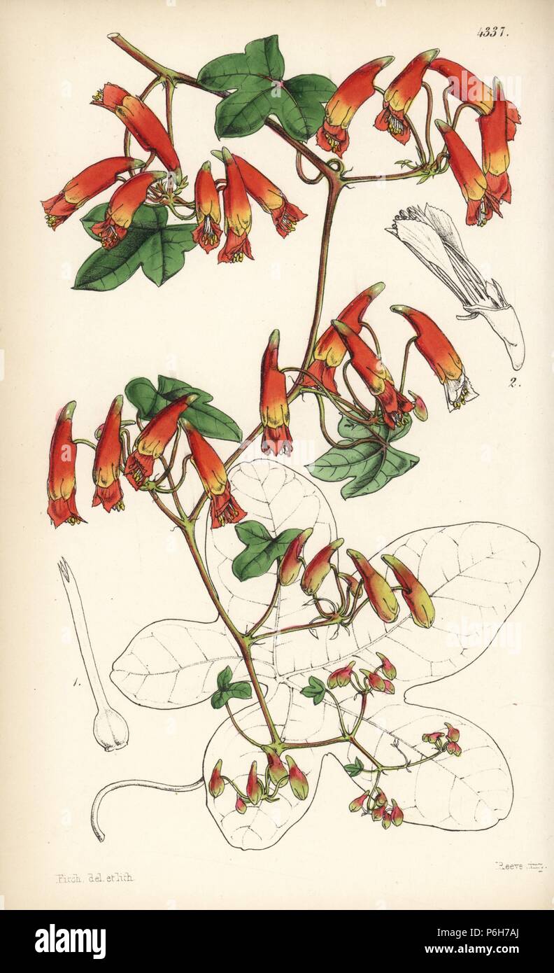 Umbellate Indian cress, Tropaeolum umbellatum. Critically endangered. Handcoloured botanical illustration drawn and lithographed by Walter Fitch from Sir William Jackson Hooker's 'Curtis's Botanical Magazine,' London, 1847. Stock Photo