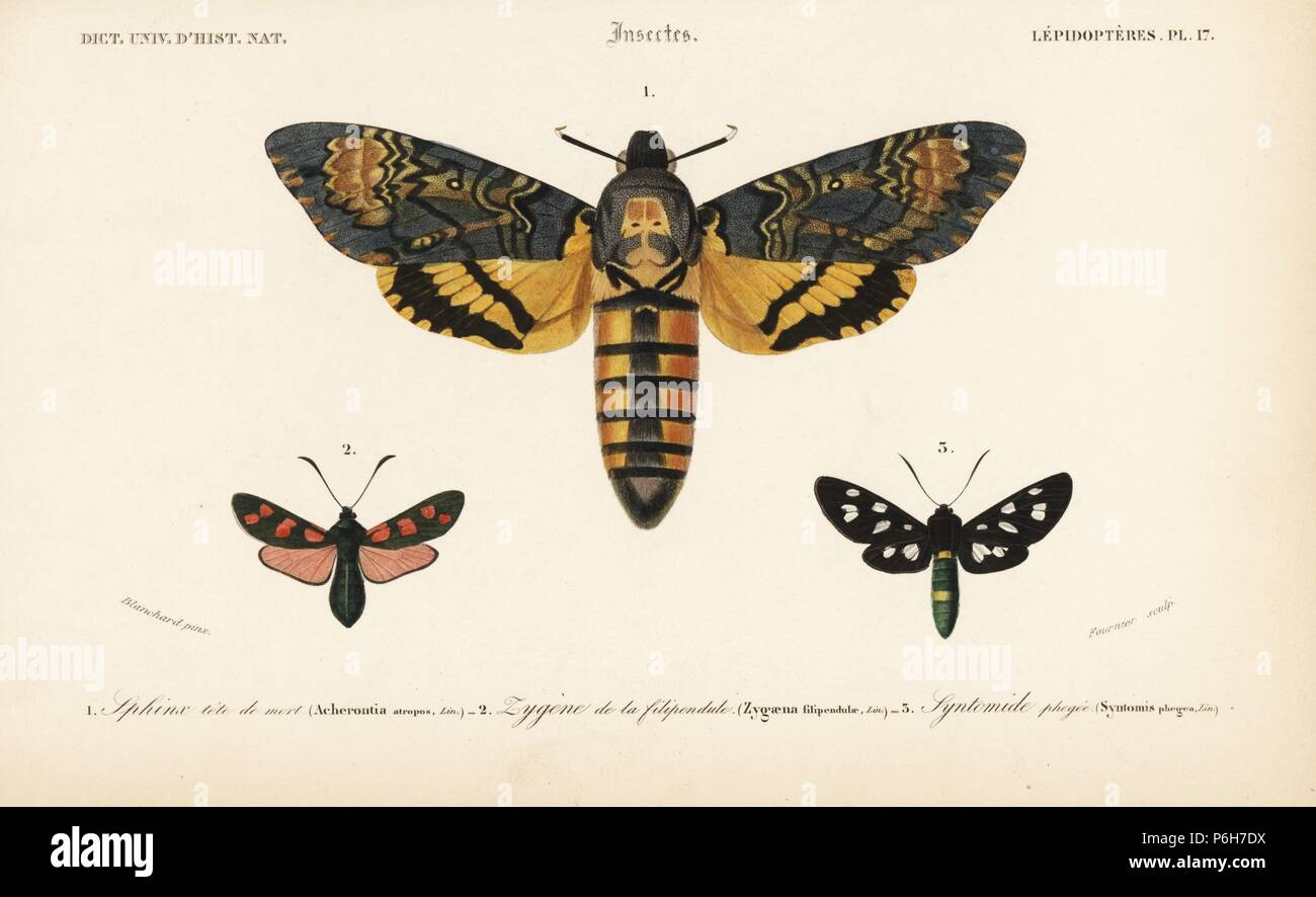 Death's head hawkmoth, Acherontia atropos, six-spot burnet, Zygaena filipendulae, and nine-spotted moth, Amata phegea. Handcolored engraving by Fournier after an illustration by Blanchard from Charles d'Orbigny's 'Dictionnaire Universel d'Histoire Naturelle' (Universal Dictionary of Natural History), Paris, 1849. Stock Photo