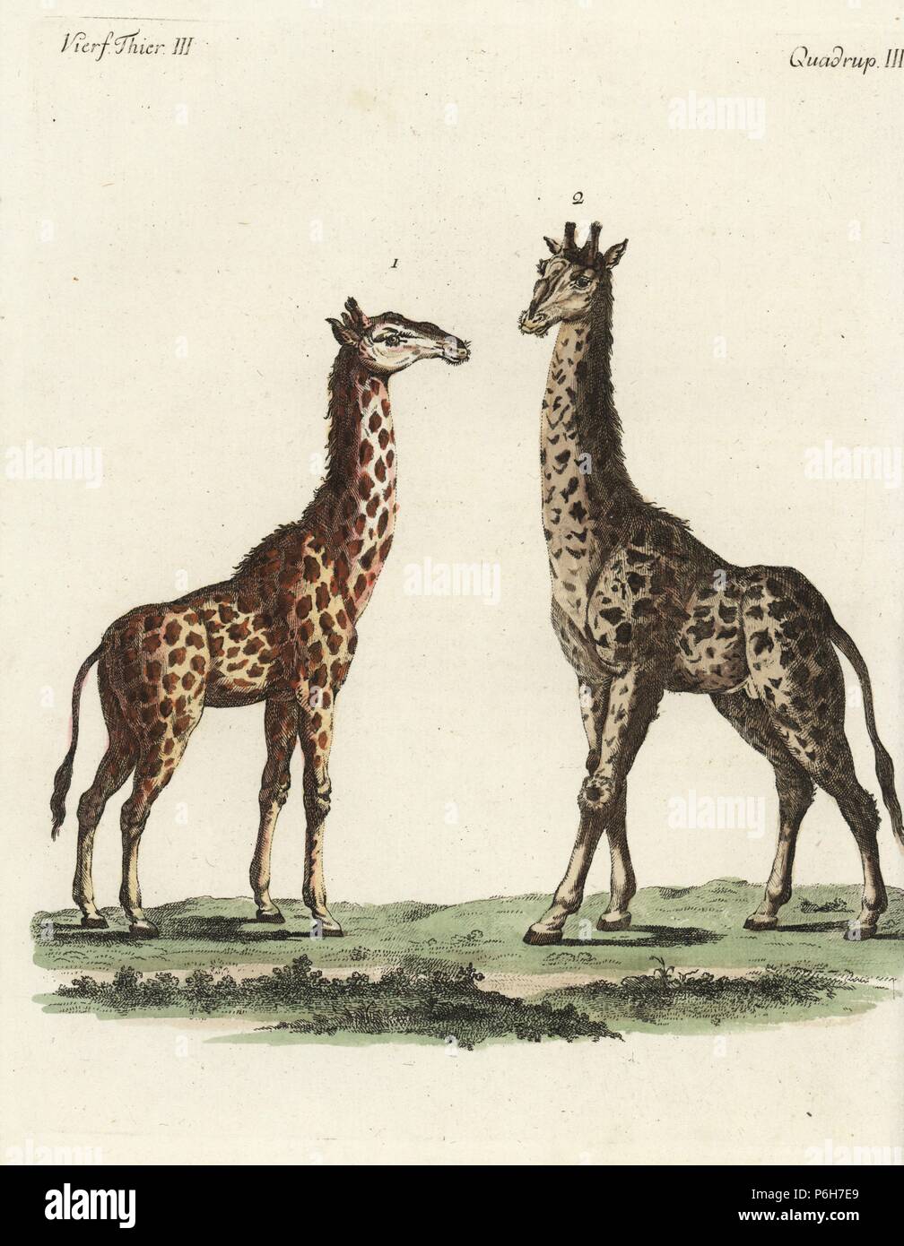Giraffe, Giraffa camelopardalis, female 1 and male 2. Handcoloured copperplate engraving from Friedrich Johann Bertuch's 'Bilderbuch fur Kinder' (Picture Book for Children), Weimar, 1792. Stock Photo