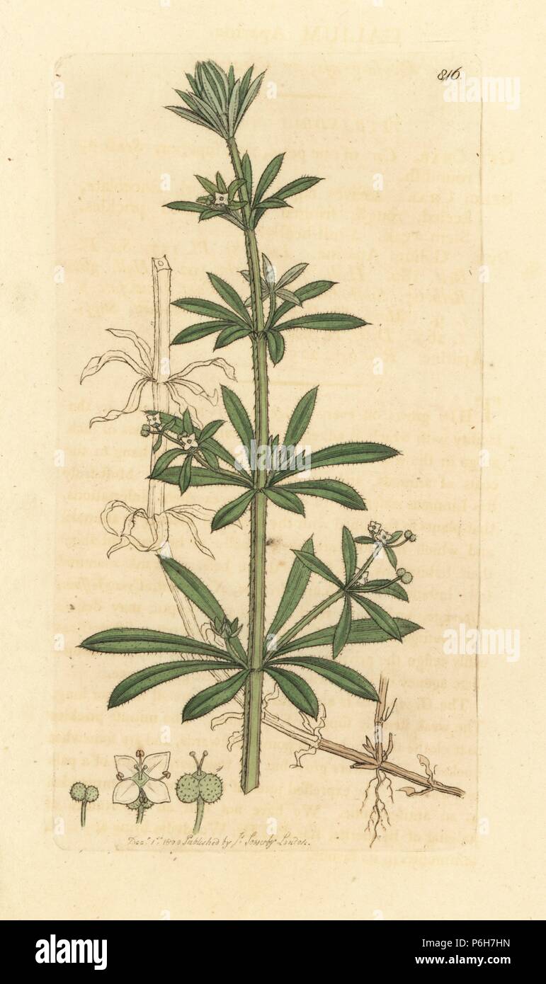 Goose-grass or cleavers, Galium aparine. Handcoloured copperplate engraving after a drawing by James Sowerby for James Smith's English Botany, 1800. Stock Photo